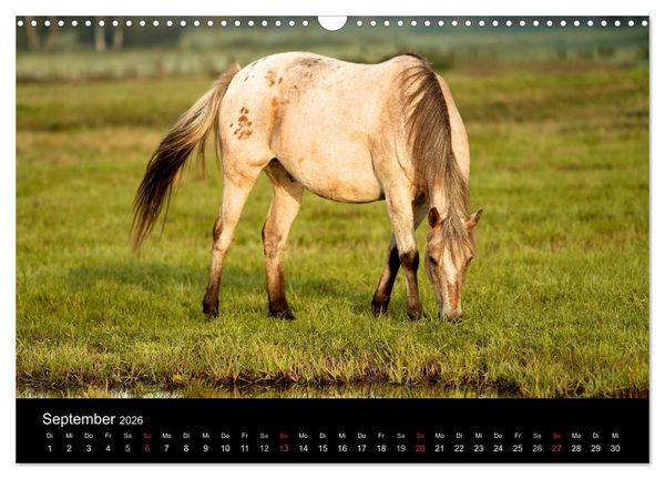 Produktbild: Wilde Pferde (Wandkalender 2026 DIN A3 quer), CALVENDO Monatskalender