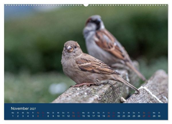 Produktbild: Spatzen-Kalender (hochwertiger Premium Wandkalender 2027 DIN A2 quer), Kunstdruck in Hochglanz
