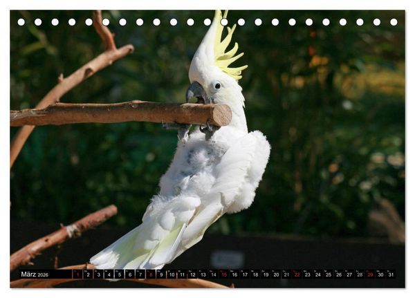 Produktbild: Die Kakadus sind los (Tischkalender 2026 DIN A5 quer), CALVENDO Monatskalender