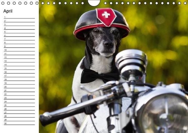 Produktbild: Jack Russell Terrier - Ein Verwandlungsk&uuml;nstler namens Jake / Geburtstagskalender (Wandkalender immerw&auml;hrend DIN A4 quer)