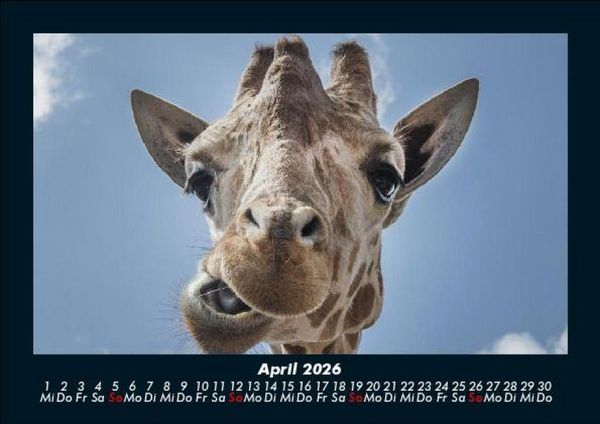Produktbild: Giraffen 2026 Fotokalender DIN A5
