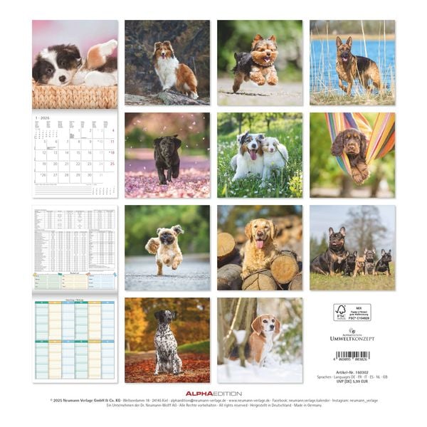 Produktbild: Hunde 2026 - Broschürenkalender 30x30 cm (30x60 geöffnet) - Kalender mit Platz für Notizen - Dogs - Bildkalender - Wandkalender - Hundekalender