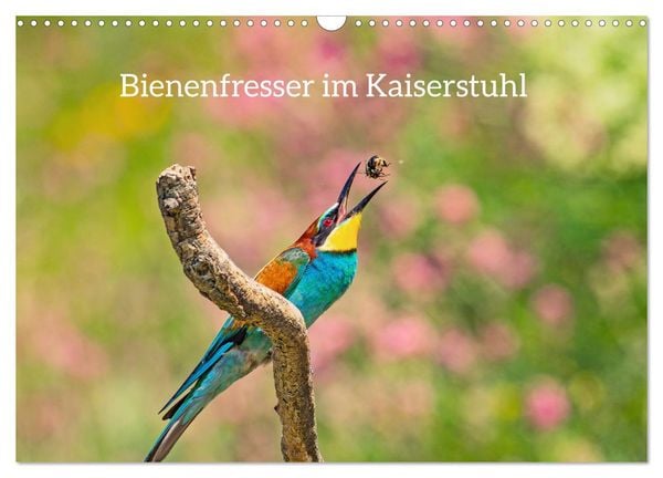 Bienenfresser im Kaiserstuhl (Wandkalender 2026 DIN A3 quer), CALVENDO Monatskalender