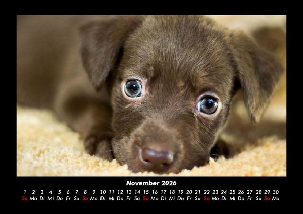 Produktbild: Welpen 2026 Fotokalender DIN A3