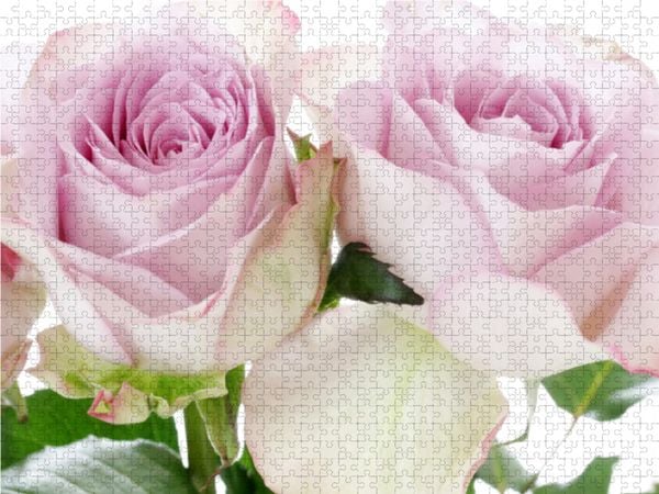 Produktbild: CALVENDO Puzzle Zwei Rosen 2000 Teile Lege-Gr&ouml;&szlig;e 90 x 67 cm Foto-Puzzle Bild von Gisela Kruse