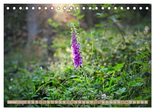 Produktbild: Der Wald - Ort der Ruhe und Besinnung (Tischkalender 2026 DIN A5 quer), CALVENDO Monatskalender