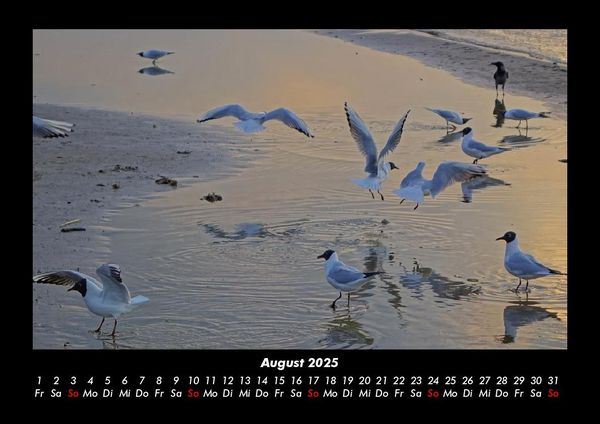 Produktbild: M&ouml;wen 2025 Fotokalender DIN A3