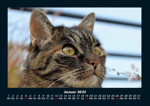Produktbild: F&uuml;r Katzenfreunde 2025 Fotokalender DIN A4