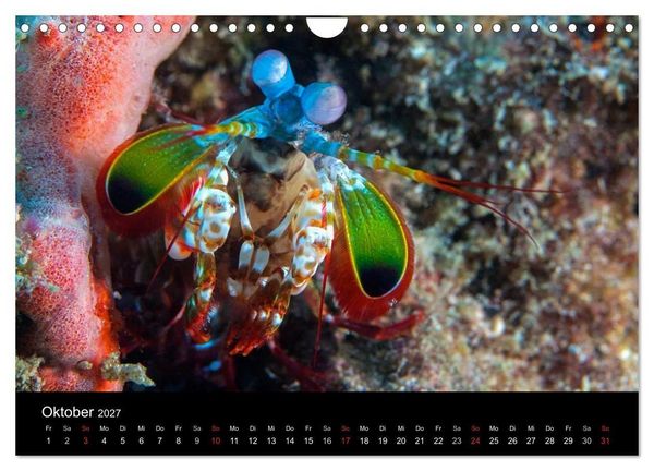 Produktbild: Faszinierendes Leben unter Wasser (Wandkalender 2027 DIN A4 quer), CALVENDO Monatskalender