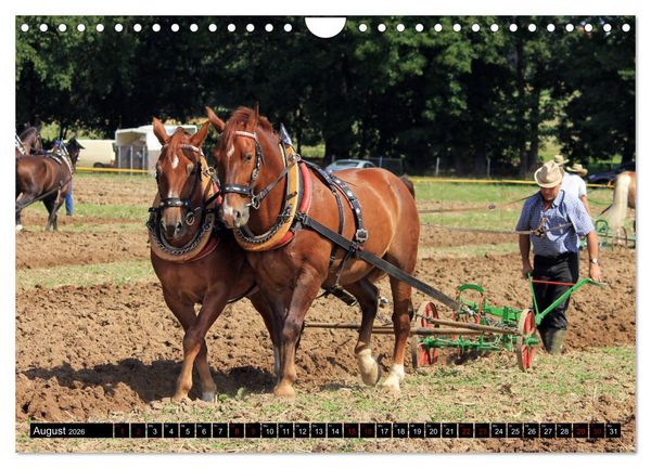 Produktbild: Schwere Warmbl&uuml;ter 2026 (Wandkalender 2026 DIN A4 quer), CALVENDO Monatskalender