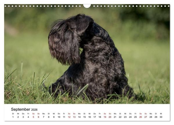 Produktbild: Schnauzer... von Zwergen und Riesen 2026 (Wandkalender 2026 DIN A3 quer), CALVENDO Monatskalender