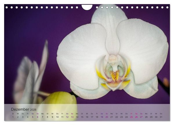 Produktbild: Phalaenopsis - die zauberhafte Welt der Orchideen (Wandkalender 2026 DIN A4 quer), CALVENDO Monatskalender