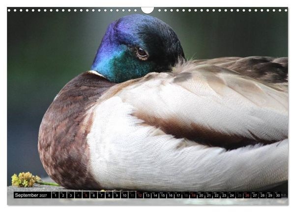 Produktbild: Lovely Water Birds (Wall Calendar 2027 DIN A3 landscape), CALVENDO 12 Month Wall Calendar