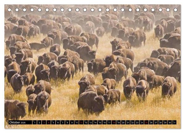 Produktbild: Wisent und Bison (Tischkalender 2026 DIN A5 quer), CALVENDO Monatskalender