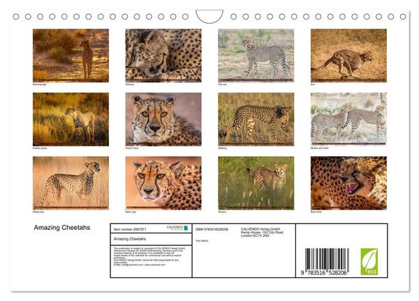 Produktbild: Amazing Cheetahs (Wall Calendar 2026 DIN A4 landscape), CALVENDO 12 Month Wall Calendar