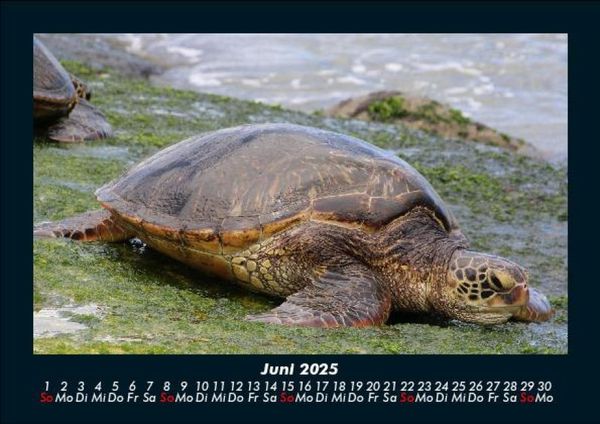 Produktbild: Schildkr&ouml;tenzauber 2025 Fotokalender DIN A5