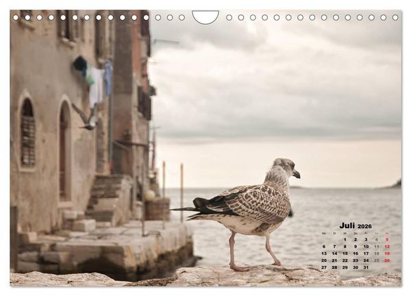 Produktbild: Wie ein Vogel in Rovinj! (Wandkalender 2026 DIN A4 quer), CALVENDO Monatskalender