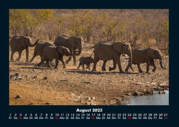 Produktbild: Der Elefantenkalender 2025 Fotokalender DIN A4
