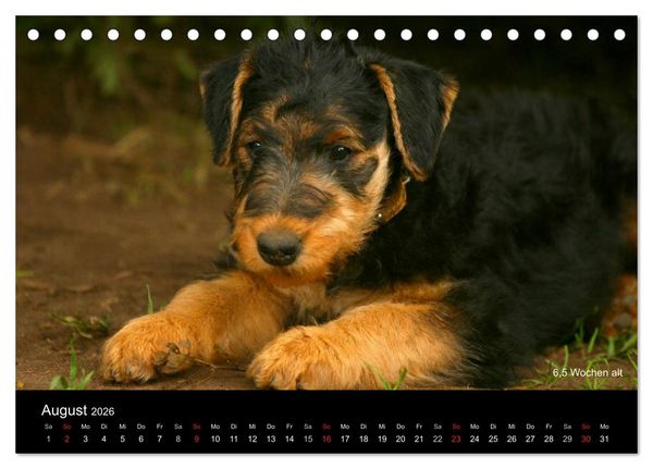 Produktbild: Airedale Terrier Welpen (Tischkalender 2026 DIN A5 quer), CALVENDO Monatskalender