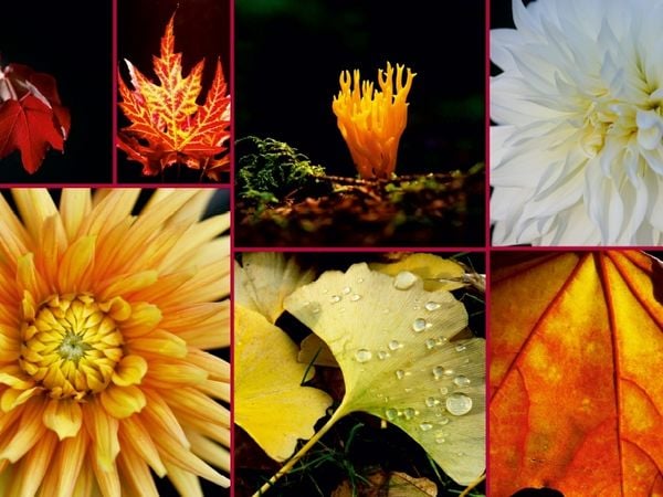 Produktbild: CALVENDO Puzzle Ein Motiv aus dem Kalender Florales zu jeder Jahreszeit | 1000 Teile Lege-Gr&ouml;&szlig;e 64x48cm Foto-Puzzle f&uuml;r gl&uuml;ckliche Stunden