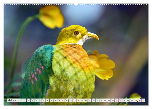 Produktbild: Wer gurrt denn da? (hochwertiger Premium Wandkalender 2026 DIN A2 quer), Kunstdruck in Hochglanz