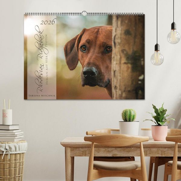 Produktbild: Rhodesian Ridgeback - Herzen auf vier Pfoten (Wandkalender 2026 DIN A2 quer), CALVENDO Monatskalender