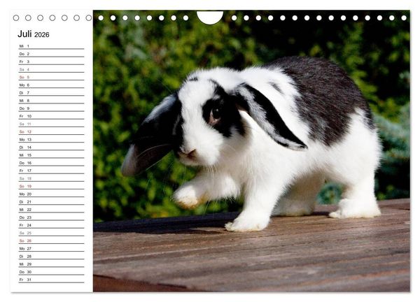 Produktbild: Kaninchen - knuddelige Hausgenossen (Wandkalender 2026 DIN A4 quer), CALVENDO Monatskalender