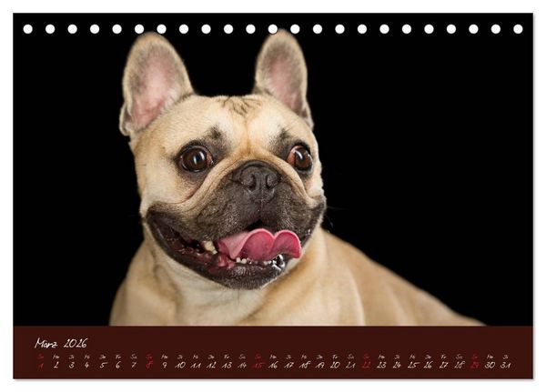 Produktbild: Franz&ouml;sische Bulldoggen (Tischkalender 2026 DIN A5 quer), CALVENDO Monatskalender