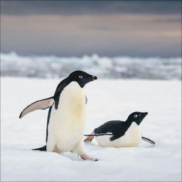 Produktbild: Pinguine 2027