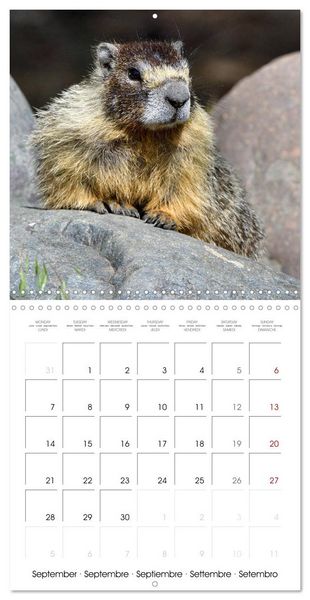 Produktbild: Marmots - Cute and Curious (Wall Calendar 2026 12 &times; 12 Inch) CALVENDO 12 Month Wall Calendar