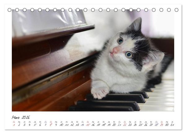 Produktbild: Die Launen der Katzen 2026 (Tischkalender 2026 DIN A5 quer), CALVENDO Monatskalender