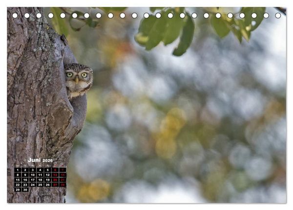 Produktbild: Zu Besuch bei Familie Steinkauz (Tischkalender 2026 DIN A5 quer), CALVENDO Monatskalender
