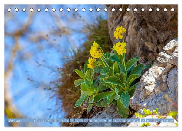 Produktbild: Meine sch&ouml;nsten Alpenblumen (Tischkalender 2026 DIN A5 quer), CALVENDO Monatskalender