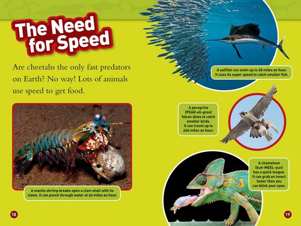Produktbild: Predator Face-Off (National Geographic Kids Readers, Level 1)