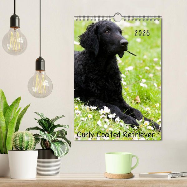 Produktbild: Curly Coated Retriever 2026 (Wandkalender 2026 DIN A4 hoch), CALVENDO Monatskalender