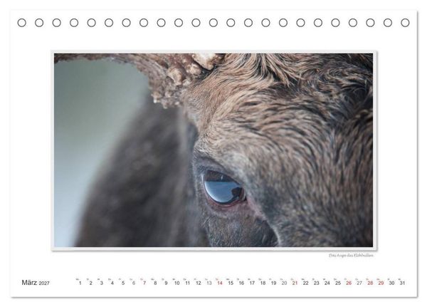 Produktbild: Emotionale Momente: Europ&auml;ischer Elch. (Tischkalender 2027 DIN A5 quer), CALVENDO Monatskalender