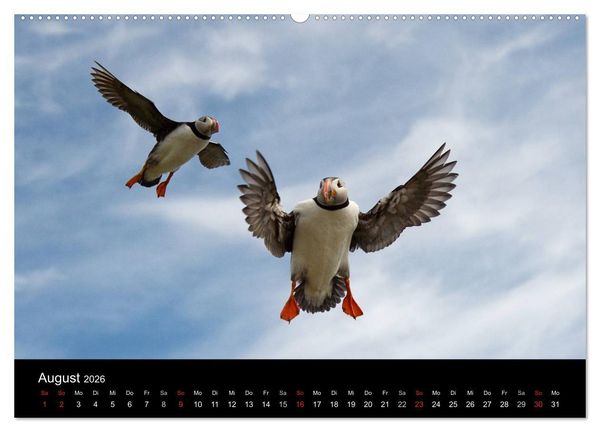 Produktbild: Papageientaucher 2026 (Wandkalender 2026 DIN A2 quer), CALVENDO Monatskalender