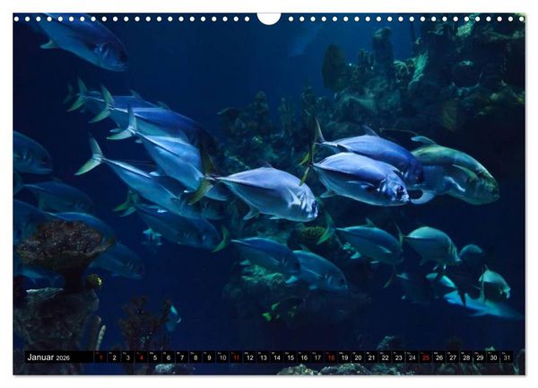 Produktbild: Fische und Meerestiere (Wandkalender 2026 DIN A3 quer), CALVENDO Monatskalender