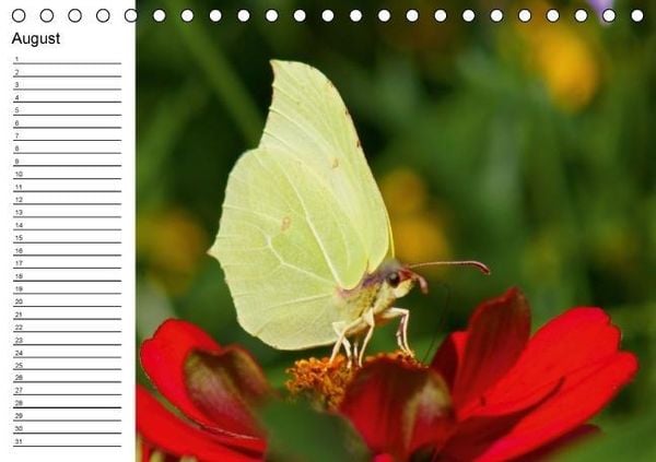 Produktbild: Heimische Schmetterlinge / Geburtstagskalender (Tischkalender immerw&auml;hrend DIN A5 quer)