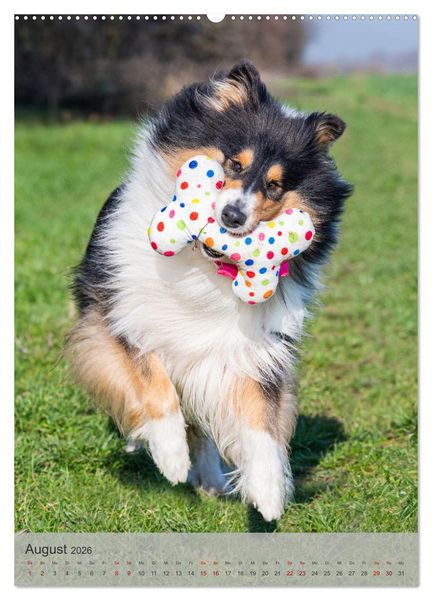 Produktbild: Traumhund Collie - Liebe auf vier Pfoten (Wandkalender 2026 DIN A2 hoch), CALVENDO Monatskalender