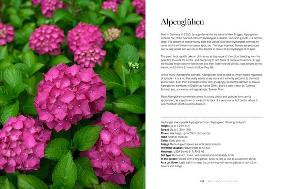 Produktbild: Hydrangeas