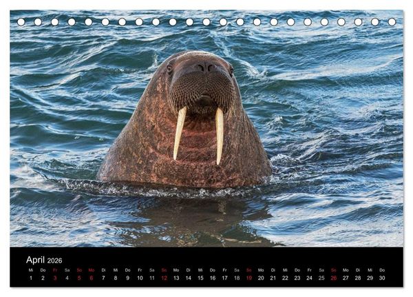 Produktbild: TRAUMZIEL ARKTIS, Impressionen vom Rand der Welt (Tischkalender 2026 DIN A5 quer), CALVENDO Monatskalender