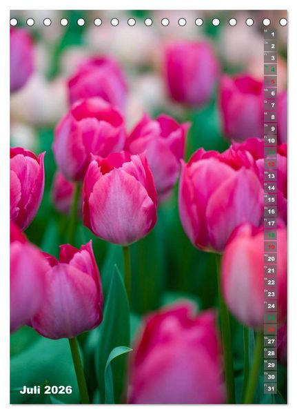 Produktbild: Tulpen - die Fr&uuml;hlingsblume (Tischkalender 2026 DIN A5 hoch), CALVENDO Monatskalender