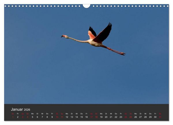 Produktbild: Pretty Flamingo (Wandkalender 2026 DIN A3 quer), CALVENDO Monatskalender