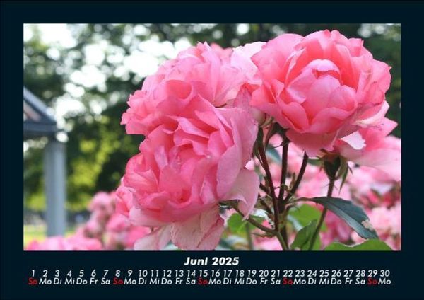Produktbild: Blumenkalender 2025 Fotokalender DIN A5