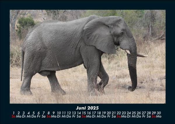 Produktbild: Elefanten - Die sanften Riesen Afrikas 2025 Fotokalender DIN A5