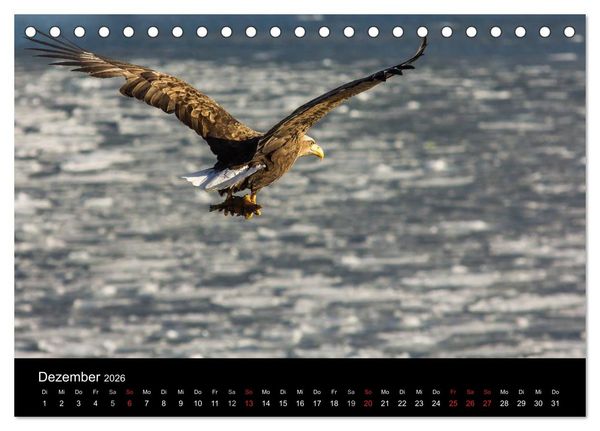 Produktbild: Seeadler - K&ouml;nige der L&uuml;fte (Tischkalender 2026 DIN A5 quer), CALVENDO Monatskalender