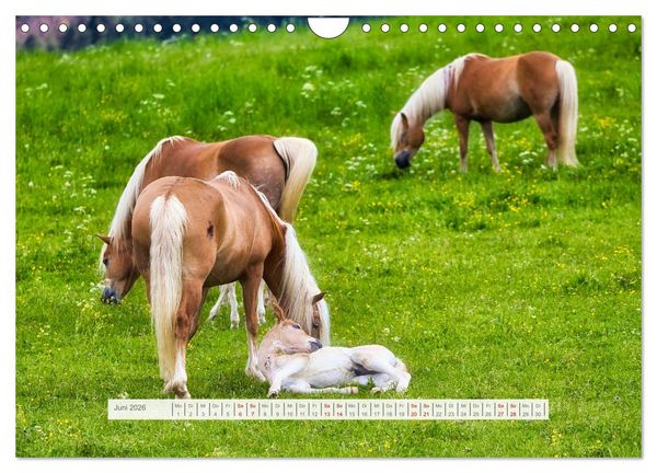 Produktbild: Haflinger im Th&uuml;ringer Wald (Wandkalender 2026 DIN A4 quer), CALVENDO Monatskalender