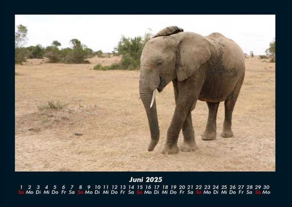 Produktbild: Der Elefantenkalender 2025 Fotokalender DIN A4