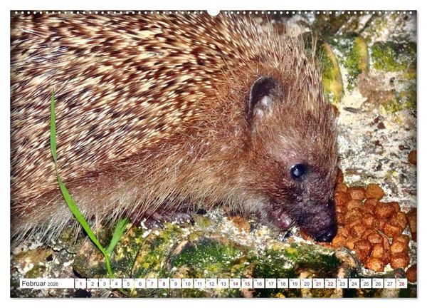 Produktbild: Mein Haus-Igel (Wandkalender 2026 DIN A2 quer), CALVENDO Monatskalender